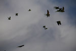Chestnut-fronted Macaws (Ara severus) in flight