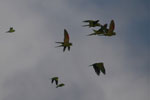 Chestnut-fronted Macaws (Ara severus) in flight