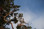 Chestnut-fronted Macaw (Ara severus) [brazil_0707]