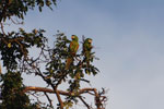 Chestnut-fronted Macaw (Ara severus) [brazil_0711]