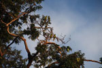 Chestnut-fronted Macaw (Ara severus) [brazil_0714]