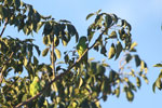 Yellow-chevroned Parakeets (Brotogeris chiriri) [brazil_0716]