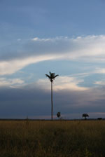 Palm trees on the savanna at sunset