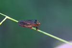 Dark red insect