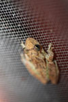 Greenish brown frog