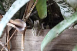 Mottled tree frog