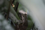 Mottled tree frog [brazil_0743]