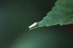 Light green planthopper
