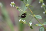 Postman butterfly [brazil_0855]