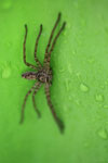 Wolf spider on a green cactus