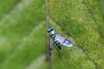 Metallic green fly