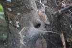 Tunnel spider nest