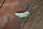 Green moth [brazil_0946]