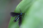 Turquoise-headed black flying insect