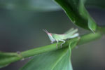 Yellow-eyed green grasshopper
