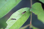Assassin Bug, family Reduviidae 