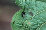 Black beetle with green spots and an orange head