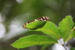 Butterfly peeking over a leaf