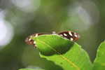 Butterfly peeking over a leaf