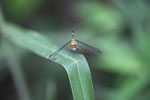 Red-eyed skimmer (family Libellulidae) [brazil_0985]