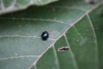 Bluish-black beetle