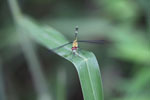 Red-eyed skimmer (family Libellulidae) [brazil_0989]