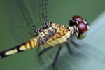 Red-eyed dragonfly