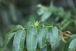 Green katydid in Brazil [brazil_1004]