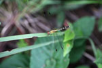 Red-eyed skimmer (family Libellulidae) [brazil_1023]