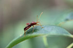 Maroon, brown, and orange insect