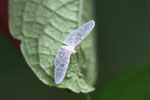 White lace bug (family Derbidae)