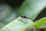 Maroon-eyed skimmer (family Libellulidae) [brazil_1068]