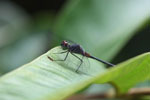 Maroon-eyed dragonfly