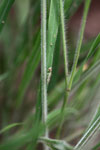 Green praying mantis with red eyes