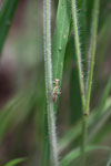 Green praying mantis with red eyes [brazil_1075]