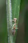 Green praying mantis with red eyes
