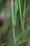 Green praying mantis with red eyes [brazil_1079]
