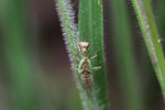 Green praying mantis with red eyes [brazil_1082]