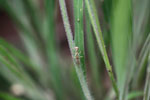 Green praying mantis with red eyes [brazil_1083]