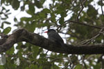 Black-fronted Nunbird (Monasa nigrifrons) [brazil_1088]
