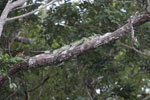 Adult green iguana