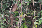 Rufous-tailed Jacamar, Galbula ruficauda [brazil_1112]
