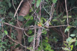 Rufous-tailed Jacamar, Galbula ruficauda