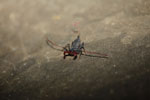 Black scorpion with maroon pinchers