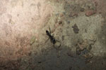 Giant black ant