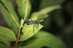 Black wasp with blue leg segments and orange antenna tips