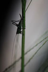 Silhouette of a grasshopper