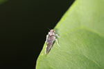 Gray planthopper