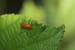 Red Assassin Bug, family Reduviidae 