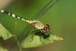 Red-eyed dragonfly